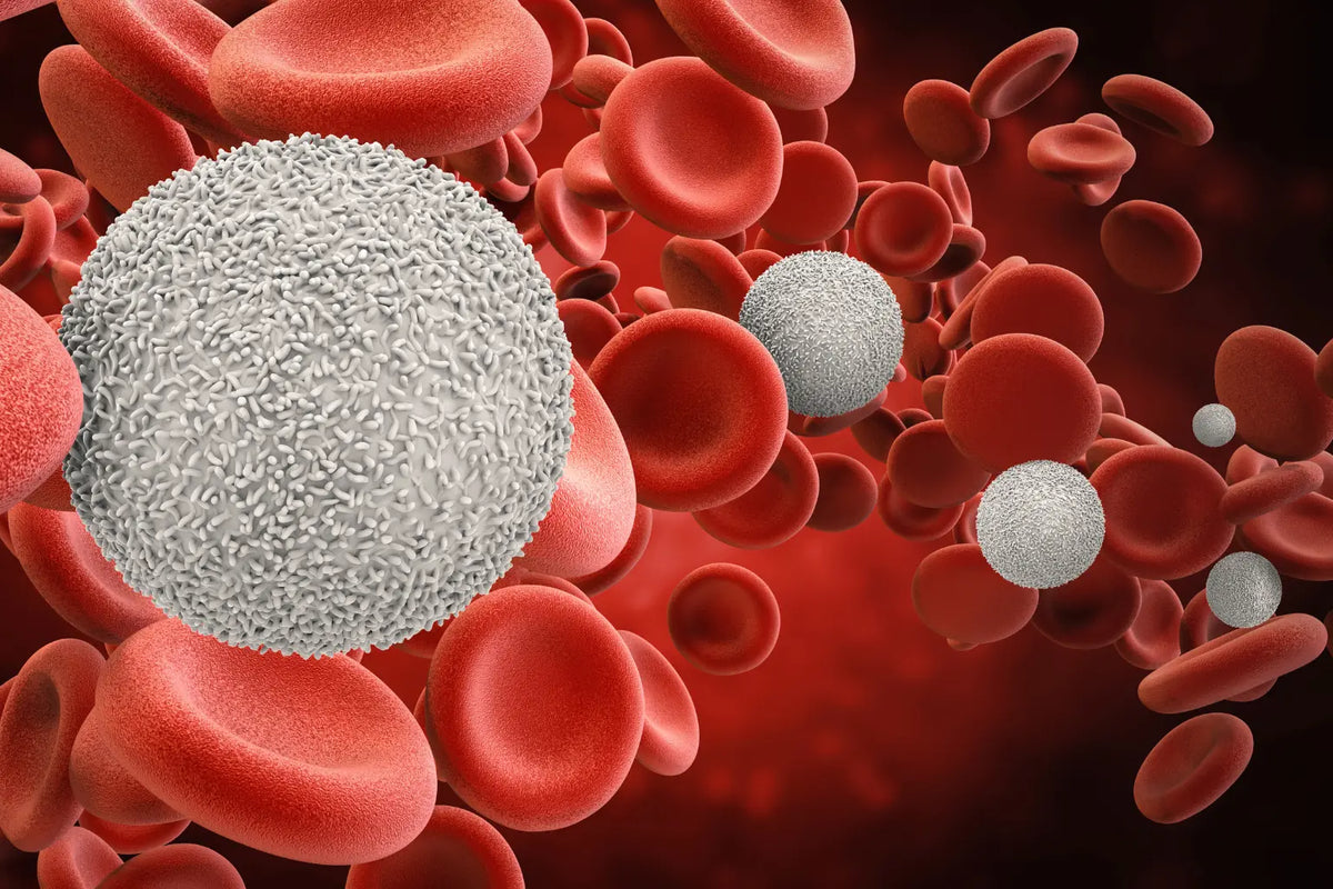 White blood cells during pregnancy - normal WBC count and infection risks